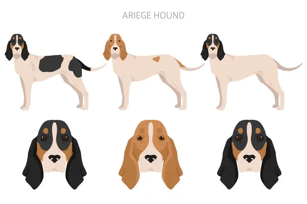 Ariege Hound Clipart Different Poses Coat Colors Set Vector Illustration Gráficos Vectoriales