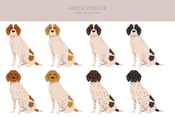 Ariege Pointer Clipart Different Poses Coat Colors Set Vector Illustration Stock Vektory