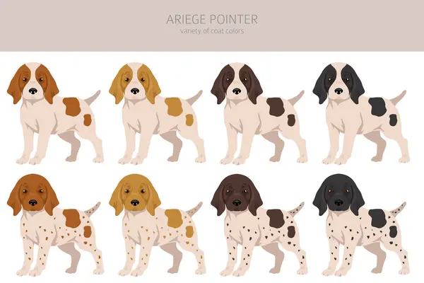 Ariege Pointer Clipart Different Poses Coat Colors Set Vector Illustration 로열티 프리 스톡 일러스트레이션