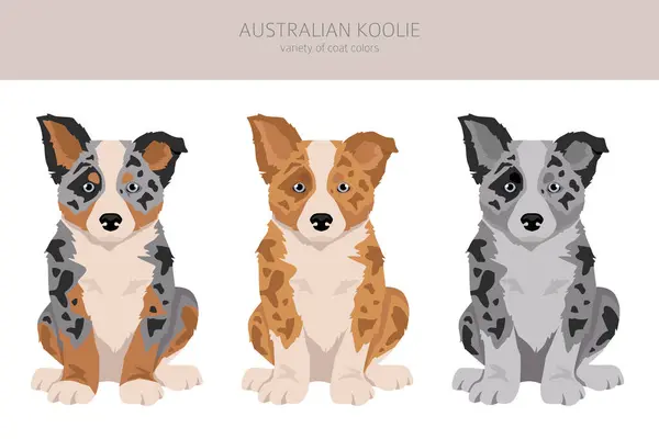 Australian Koolie Puppy Clipart Different Poses Coat Colors Set Vector Vector Graphics