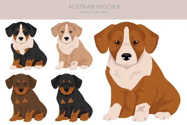 Österreichische Pinscherwelpen Cliparts Verschiedene Posen Festgelegte Fellfarben Vektorillustration Stockvektor