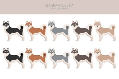 Alaska klee kai Tüm renkler klitoris. Farklı ceket renkleri. Vektör illüstrasyonu