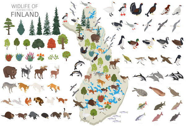 Isomatric 3d design of Finland wildlife. Finnish animals, birds and plants constructor elements isolated on white set. Build your own geography infographics collection. Vector illustration