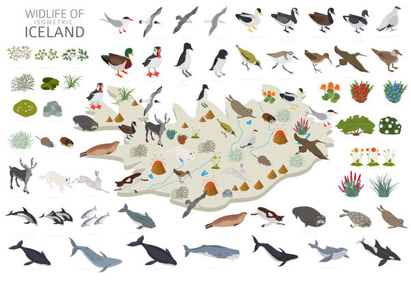 Isometric design of Iceland wildlife. Animals, birds and plants constructor elements isolated on white set. North Atlantic nature. Vector illustration