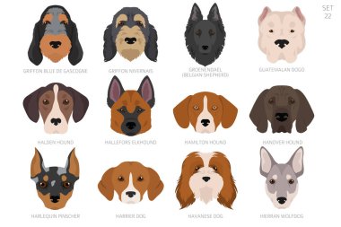Dog head in alphabet order. All dog breeds. Colour vector design. Vector illustration clipart