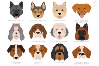 Köpek kafası alfabe sırasına göre. Bütün köpek türleri. Renk vektör tasarımı. Vektör illüstrasyonu