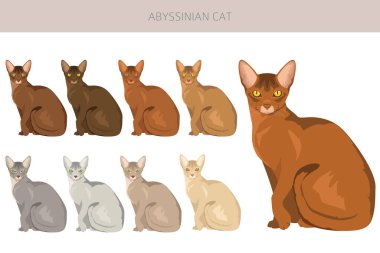 Habeş kedisine ait bir parça. Tüm ceket renkleri ayarlandı. Tüm kediler karakteristik bilgi kaynaklarına sahiptir. Vektör illüstrasyonu