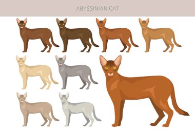 Habeş kedisine ait bir parça. Tüm ceket renkleri ayarlandı. Tüm kediler karakteristik bilgi kaynaklarına sahiptir. Vektör illüstrasyonu