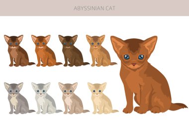 Abyssinian cat clipart. All coat colors set.  All cat breeds characteristics infographic. Vector illustration clipart