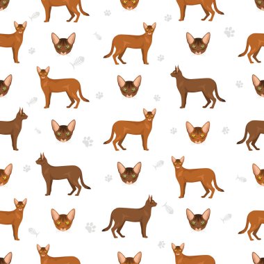 Habeş kedisi kusursuz desen. Tüm ceket renkleri ayarlandı. Tüm kediler karakteristik bilgi kaynaklarına sahiptir. Vektör illüstrasyonu