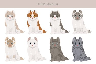 Amerikan Curl Cat Clipart. Tüm ceket renkleri ayarlandı. Tüm kediler karakteristik bilgi kaynaklarına sahiptir. Vektör illüstrasyonu