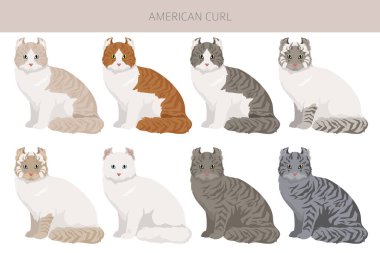 Amerikan Curl Cat Clipart. Tüm ceket renkleri ayarlandı. Tüm kediler karakteristik bilgi kaynaklarına sahiptir. Vektör illüstrasyonu