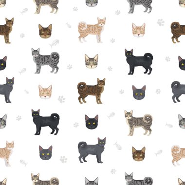 Amerikan Halka Kuyruklu Kedisi kusursuz desen. Tüm ceket renkleri ayarlandı. Tüm kediler karakteristik bilgi kaynaklarına sahiptir. Vektör illüstrasyonu