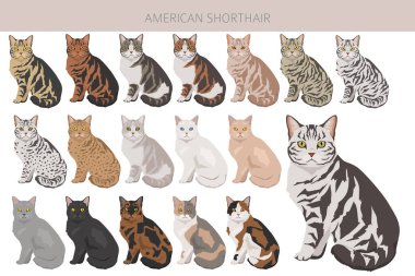 Amerikan Shorthair kedi klipsi. Tüm ceket renkleri ayarlandı. Tüm kediler karakteristik bilgi kaynaklarına sahiptir. Vektör illüstrasyonu