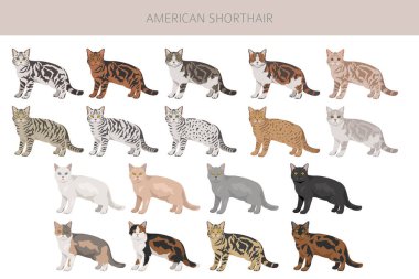 Amerikan Shorthair kedi klipsi. Tüm ceket renkleri ayarlandı. Tüm kediler karakteristik bilgi kaynaklarına sahiptir. Vektör illüstrasyonu
