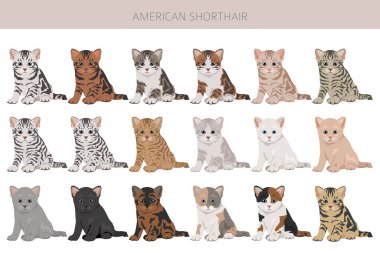 Amerikan Shorthair kedi klipsi. Tüm ceket renkleri ayarlandı. Tüm kediler karakteristik bilgi kaynaklarına sahiptir. Vektör illüstrasyonu