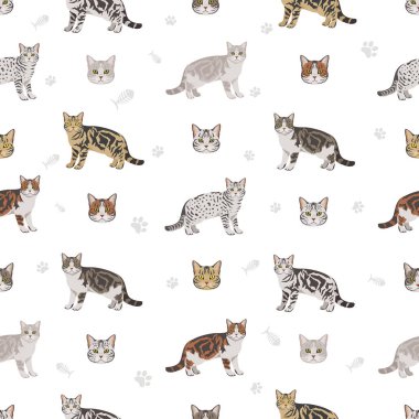 Amerikan Shorthair kedisi kusursuz desen. Tüm ceket renkleri ayarlandı. Tüm kediler karakteristik bilgi kaynaklarına sahiptir. Vektör illüstrasyonu