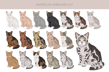 Amerikan Tel Saçlı Kedisi Clipart. Tüm ceket renkleri ayarlandı. Tüm kediler karakteristik bilgi kaynaklarına sahiptir. Vektör illüstrasyonu