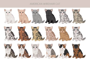 Amerikan Tel Saçlı Kedisi Clipart. Tüm ceket renkleri ayarlandı. Tüm kediler karakteristik bilgi kaynaklarına sahiptir. Vektör illüstrasyonu