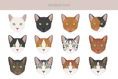 Arap Mau kedisi kırpması. Tüm ceket renkleri ayarlandı. Tüm kediler karakteristik bilgi kaynaklarına sahiptir. Vektör illüstrasyonu