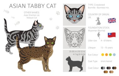 Asya 'nın kısa hava tekir kedisi tırmanışı. Tüm ceket renkleri ayarlandı. Tüm kediler karakteristik bilgi kaynaklarına sahiptir. Vektör illüstrasyonu