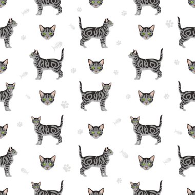 Asya 'nın kısa hava tekir kedisinin pürüzsüz deseni. Tüm ceket renkleri ayarlandı. Tüm kediler karakteristik bilgi kaynaklarına sahiptir. Vektör illüstrasyonu