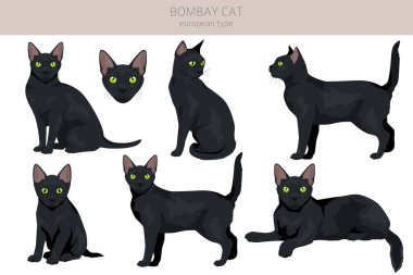 Bombay kedi tırmanışı. Tüm ceket renkleri ayarlandı. Tüm kediler karakteristik bilgi kaynaklarına sahiptir. Vektör illüstrasyonu