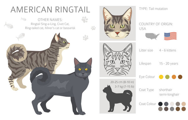 American Ringtail cat clipart. All coat colors set.  All cat breeds characteristics infographic. Vector illustration