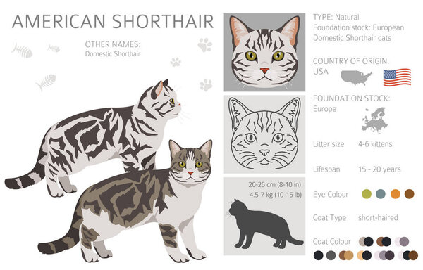 American Shorthair cat clipart. All coat colors set.  All cat breeds characteristics infographic. Vector illustration