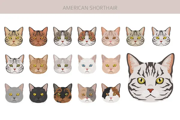 stock vector American Shorthair cat clipart. All coat colors set.  All cat breeds characteristics infographic. Vector illustration
