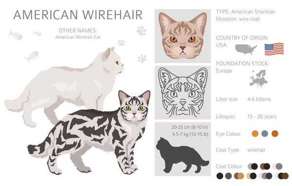 American Wirehair cat clipart. All coat colors set.  All cat breeds characteristics infographic. Vector illustration