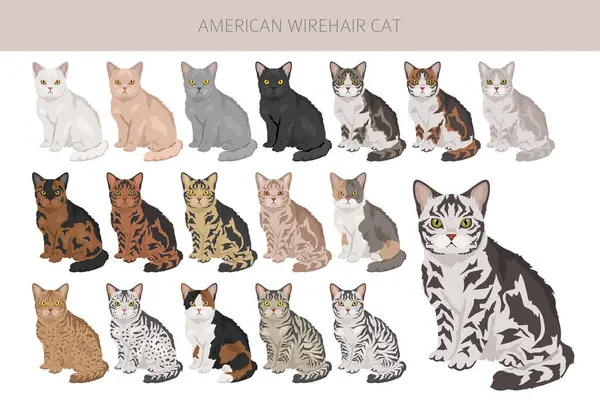 stock vector American Wirehair cat clipart. All coat colors set.  All cat breeds characteristics infographic. Vector illustration
