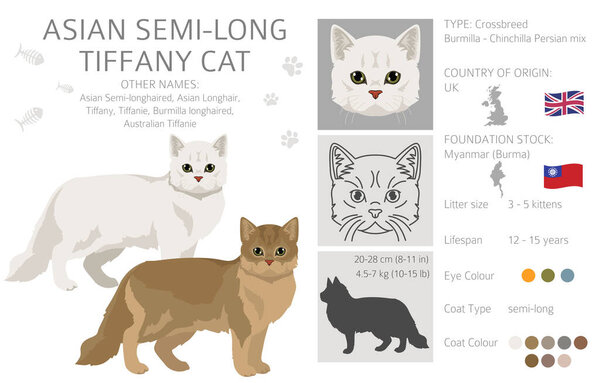 Tiffany Cat, Asian semi-longhair cat Tiffanie clipart. All coat colors set.  All cat breeds characteristics infographic. Vector illustration