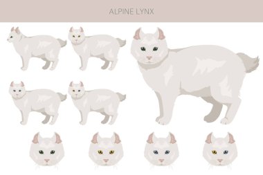 Alpine Lynx klibi. Highlander, tüm ceket renkleri ayarlandı. Tüm kediler karakteristik bilgi kaynaklarına sahiptir. Vektör illüstrasyonu