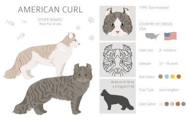 Amerikan Curl Cat Clipart. Tüm ceket renkleri ayarlandı. Tüm kediler karakteristik bilgi kaynaklarına sahiptir. Vektör illüstrasyonu