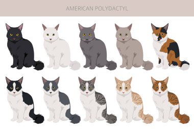 Amerikan Polydactyl kedi klipsi. Tüm ceket renkleri ayarlandı. Tüm kediler karakteristik bilgi kaynaklarına sahiptir. Vektör illüstrasyonu
