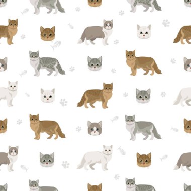 Tiffany Cat, Asyalı, yarı uzun saçlı kedicik pürüzsüz desen. Tüm ceket renkleri ayarlandı. Tüm kediler karakteristik bilgi kaynaklarına sahiptir. Vektör illüstrasyonu
