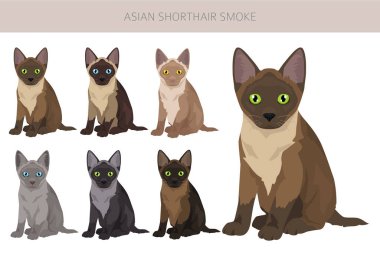 Asian shorthair smoke cat clipart. All coat colors set.  All cat breeds characteristics infographic. Vector illustration clipart