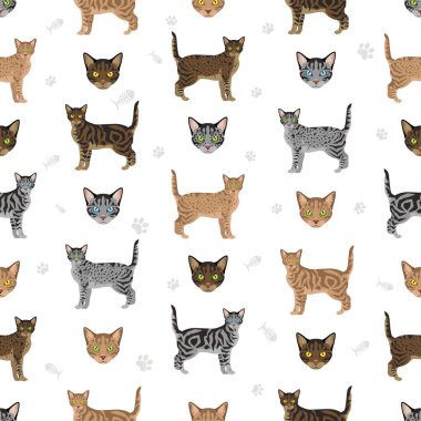 Asian shorthair Tabby cat seamless pattern. All coat colors set.  All cat breeds characteristics infographic. Vector illustration clipart