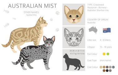 Australian Mist cat clipart. All coat colors set.  All cat breeds characteristics infographic. Vector illustration clipart