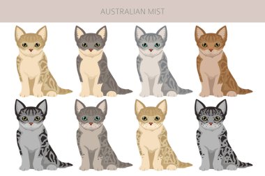 Avustralyalı Sis Kedisi Klibi. Tüm ceket renkleri ayarlandı. Tüm kediler karakteristik bilgi kaynaklarına sahiptir. Vektör illüstrasyonu