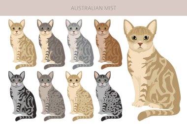 Avustralyalı Sis Kedisi Klibi. Tüm ceket renkleri ayarlandı. Tüm kediler karakteristik bilgi kaynaklarına sahiptir. Vektör illüstrasyonu