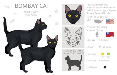 Bombay kedi tırmanışı. Tüm ceket renkleri ayarlandı. Tüm kediler karakteristik bilgi kaynaklarına sahiptir. Vektör illüstrasyonu