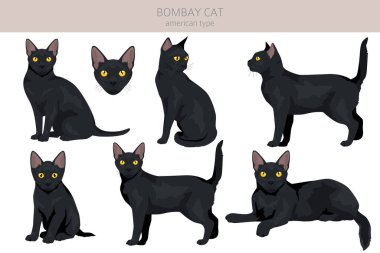 Bombay kedi tırmanışı. Tüm ceket renkleri ayarlandı. Tüm kediler karakteristik bilgi kaynaklarına sahiptir. Vektör illüstrasyonu