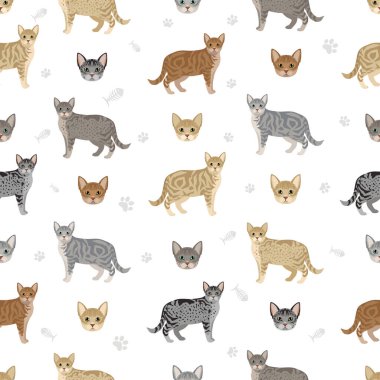 Avustralyalı Sis Kedisi kusursuz desen. Tüm ceket renkleri ayarlandı. Tüm kediler karakteristik bilgi kaynaklarına sahiptir. Vektör illüstrasyonu