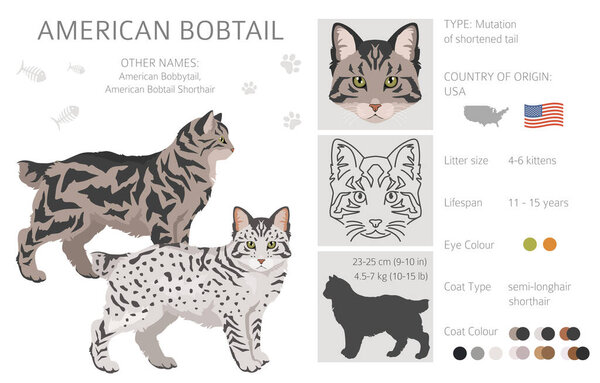 American Bobtail cat clipart. All coat colors set.  All cat breeds characteristics infographic. Vector illustration