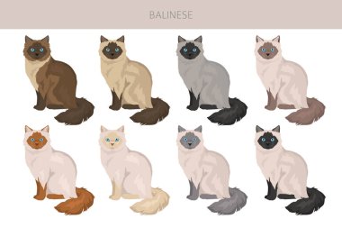 Balinese cat, Long haired Siamese clipart. All coat colors set.  All cat breeds characteristics infographic. Vector illustration clipart