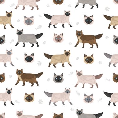 Balili kedi, uzun saçlı, pürüzsüz siyam deseni. Tüm ceket renkleri ayarlandı. Tüm kediler karakteristik bilgi kaynaklarına sahiptir. Vektör illüstrasyonu