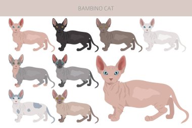 Bambino kedi, Munchkin Sphynx karışık klipsi. Tüm ceket renkleri ayarlandı. Tüm kediler karakteristik bilgi kaynaklarına sahiptir. Vektör illüstrasyonu