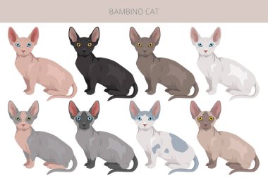 Bambino kedi, Munchkin Sphynx karışık klipsi. Tüm ceket renkleri ayarlandı. Tüm kediler karakteristik bilgi kaynaklarına sahiptir. Vektör illüstrasyonu
